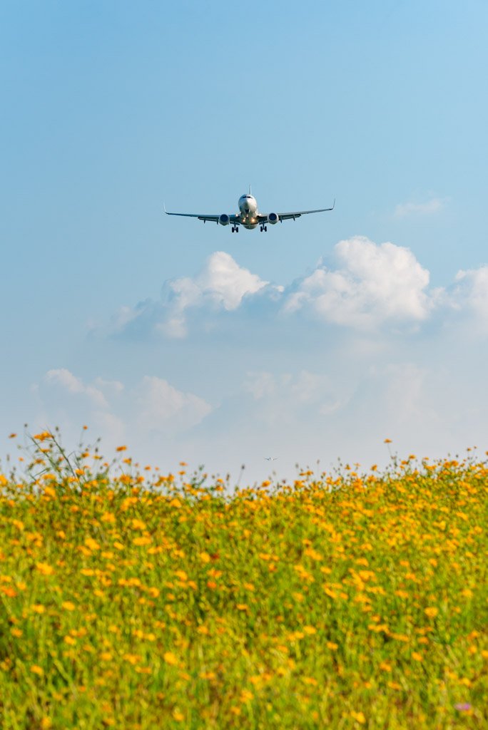 Commercial airplane above yellow flowers field, Chengdu, Sichuan province, China