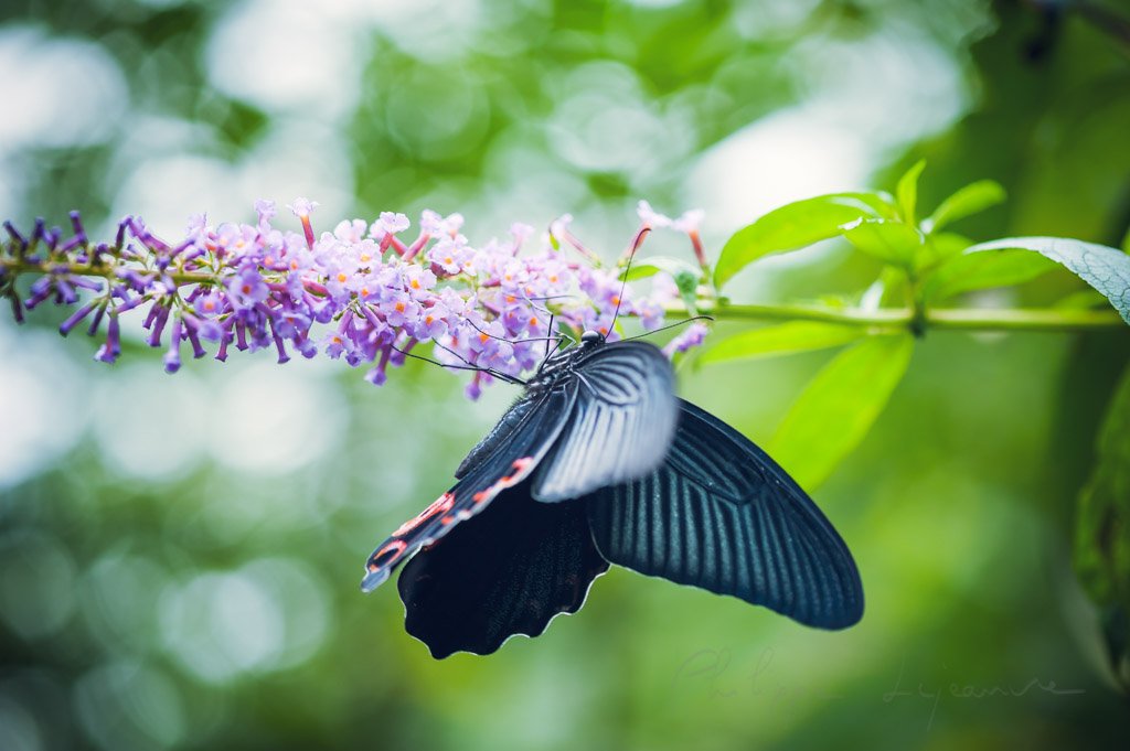 Great Mormon - Papilio memnon - butterfly on a flower in QingCheng mountain, Sichuan province, China
