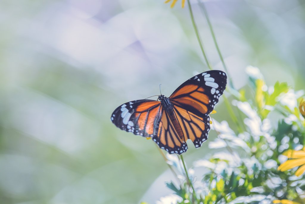 Monarch butterfly perching on flowers in a soft morning light