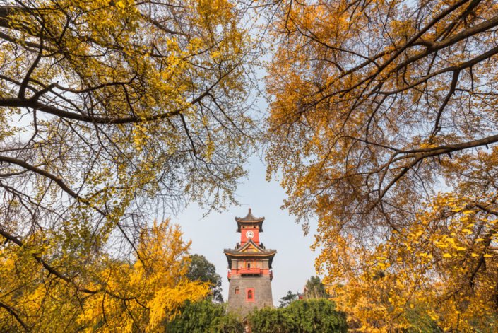 Chengdu, Sichuan province, China - Dec 6, 2016 : Sichuan Huaxi university campus clock tower in autumn with gingko yellow leaves in the trees