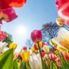 Multicolored tulips against sun and blue sky in Keukenhof gardens, Lisse, Netherlands