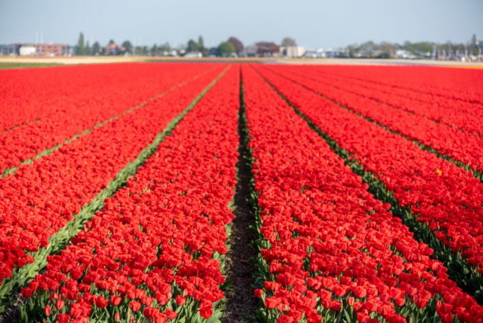 Red tulip field in Lisse, Netherlands