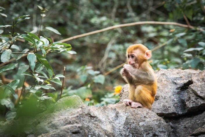 Rhesus Macaque cub on a rock in QiXing park, Guilin, Guangxi province, China