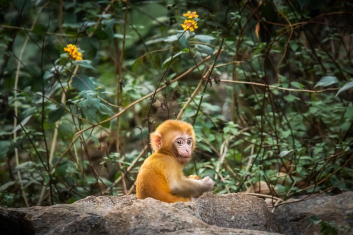 Rhesus Macaque cub on a rock in QiXing park, Guilin, Guangxi province, China