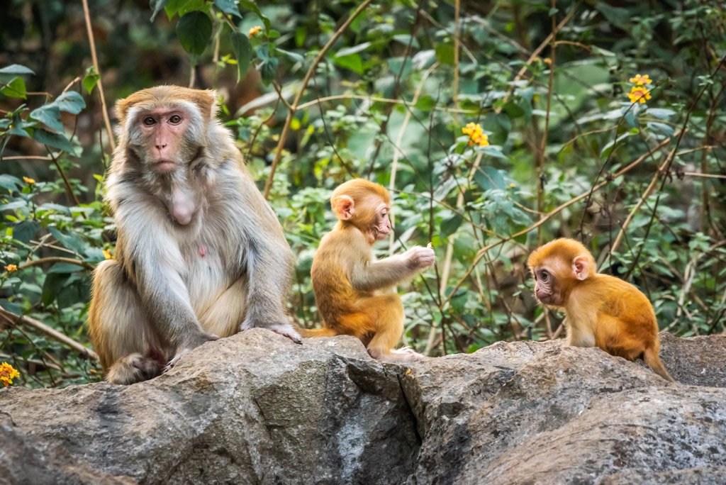 Rhesus Macaque female and her cubs on a rock in QiXing park, Guilin, Guangxi province, Chinain QiXing park, Guilin, Guangxi province, China