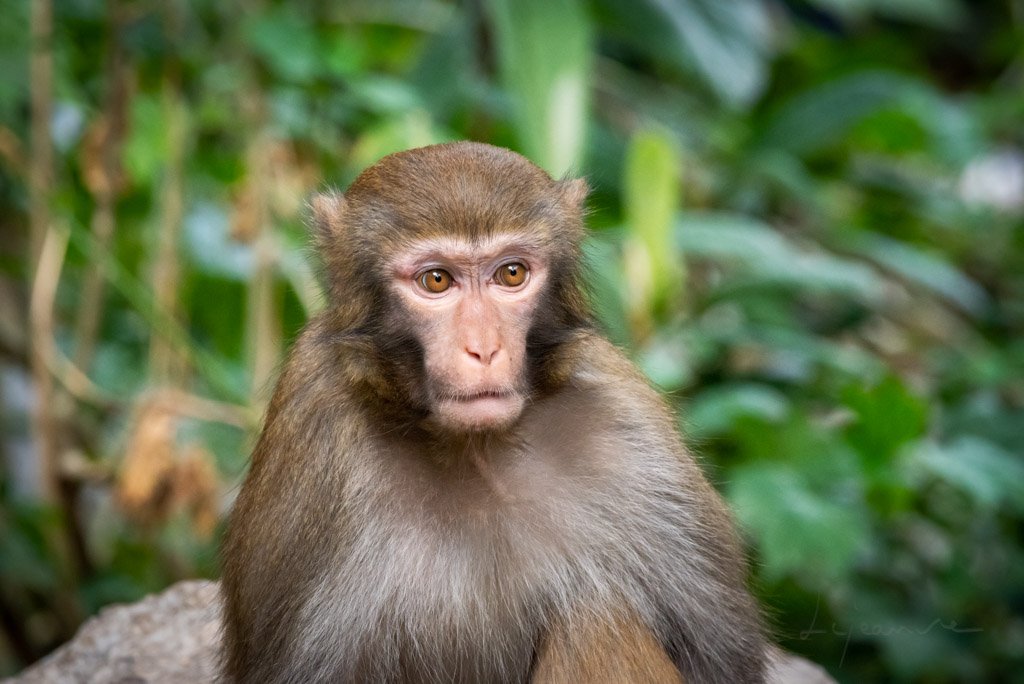 Rhesus macaque close-up portrait in QiXing park, Guilin, Guangxi province, China