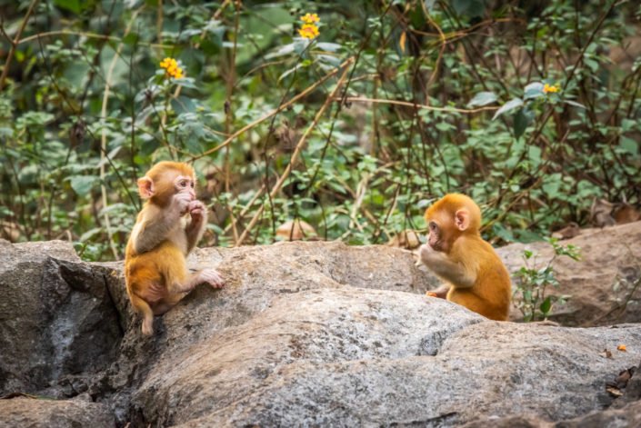Two rhesus Macaque cubs on a rock in QiXing park, Guilin, Guangxi province, China