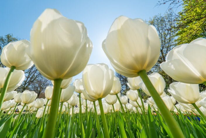 White tulips against sun and blue sky in Keukenhof gardens, Lisse, Netherlands