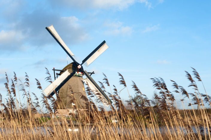 Windmill with wind in the tall grass in Kinderdijk, Netherlands