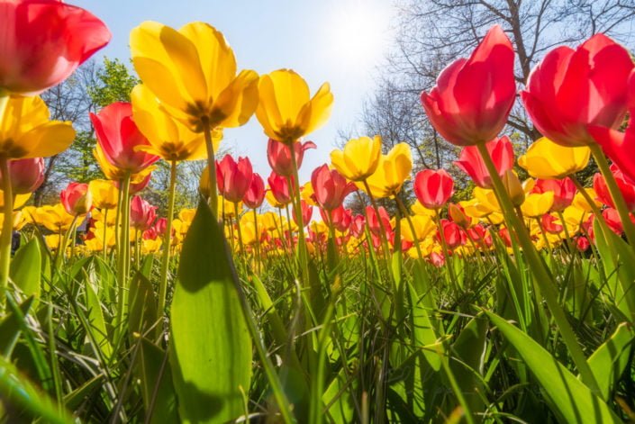 Multicolored tulips against sun and blue sky in Keukenhof gardens, Lisse, Netherlands