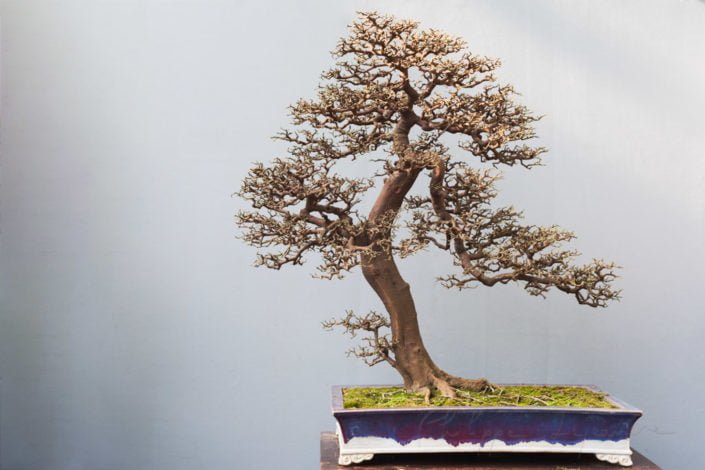 Bonsai bare tree in a pot against grey wall, China