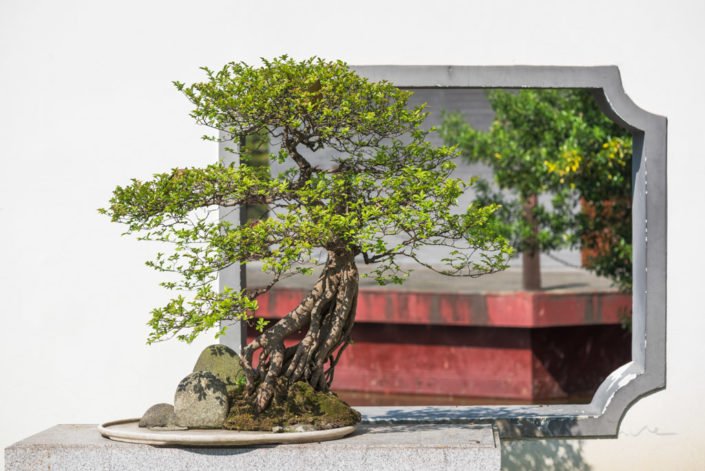 Bonsai in fornt of a white wall with a traditional chinese window, Chengdu, China