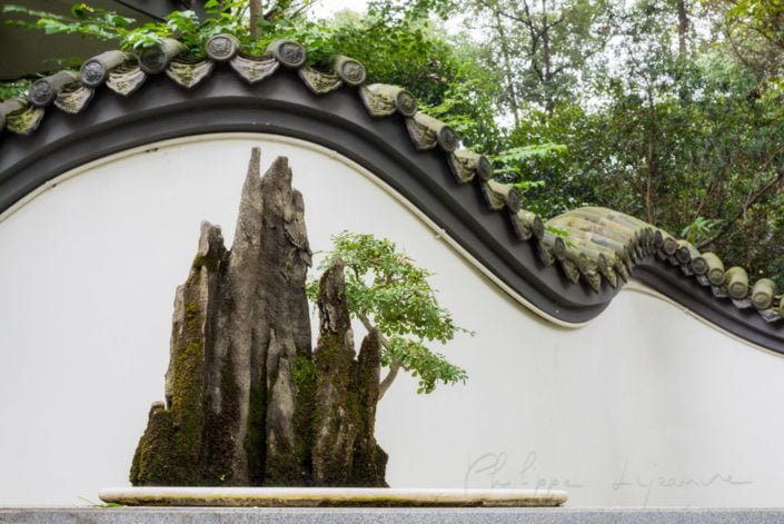 A bonsai on a rock with a curved white wall in the background, Baihuatan Park, Chengdu, Sichuan Province, China