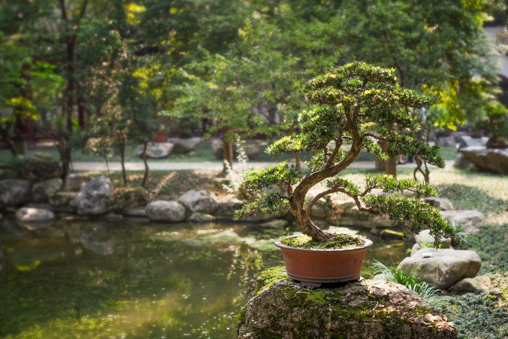 Bonsai on a rock by a pond surrounded by trees, Chengdu, China