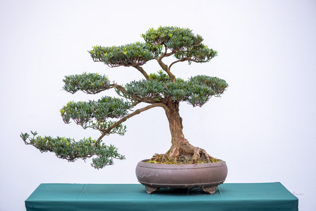 Bonsai pine tree against white wall in China