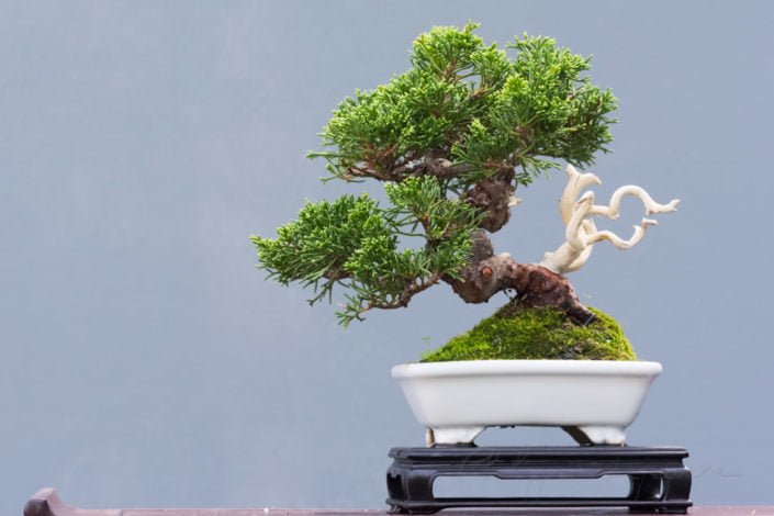 Bonsai pine tree in a pot against a gray background