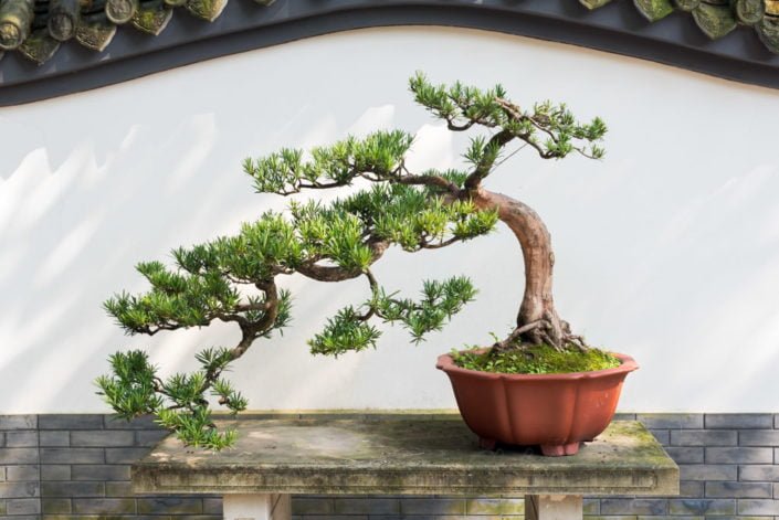 Bonsai pine tree in a pot against white wall in Baihuatan public park, Chengdu, China