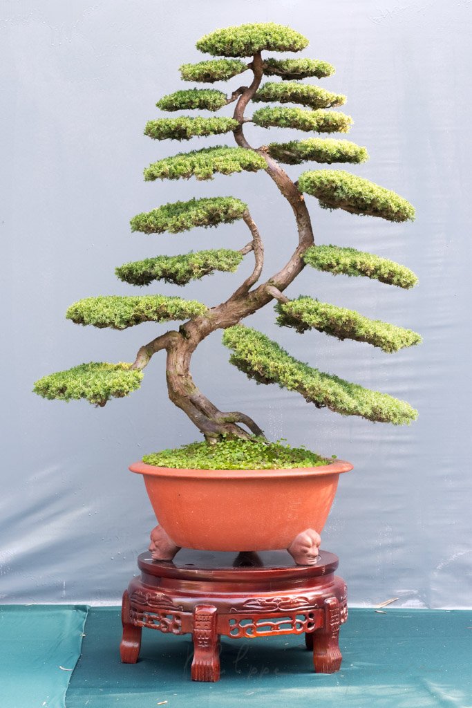 Bonsai pine trees in a pot against grey wall, China