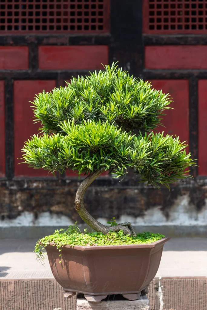 Bonsai trees garden in Baihuatan park - Chengdu - Philippe Lejeanvre  Photography