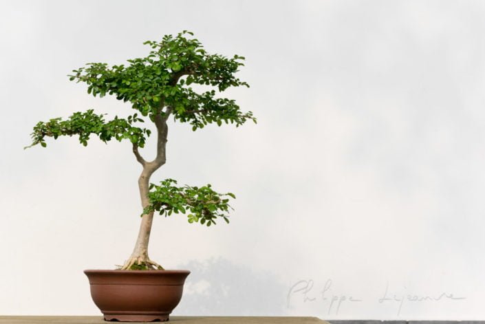 Bonsai tree in a pot against a white wall, China