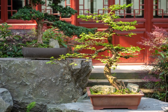 Bonsai tree in pots in Baihuatan park, Chengdu, China