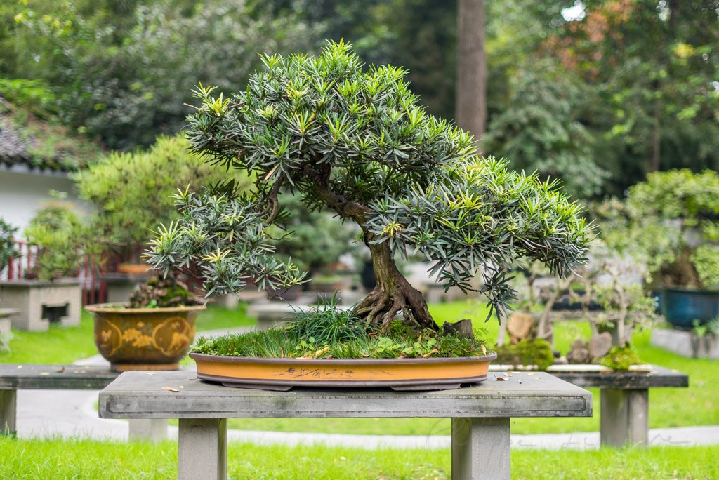 Bonsai tree on a table in BaiHuaTan public park, Chengdu, China