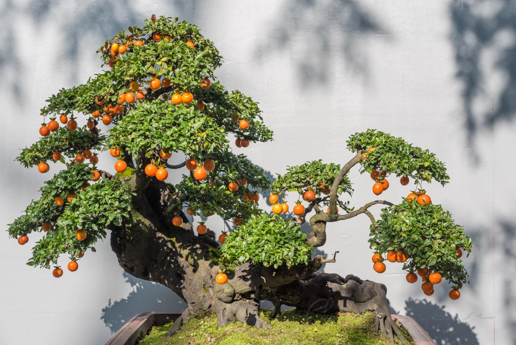 Bonsai tree with orange fruits against white wall in China