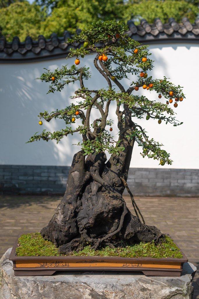 Bonsai tree with orange fruits against a white wall in Baihuatan public park, Chengdu, China