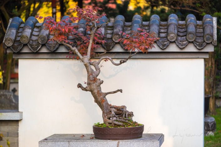 Bonsai tree with red leaves in autumn against white wall in Baihuatan public park, Chengdu, China