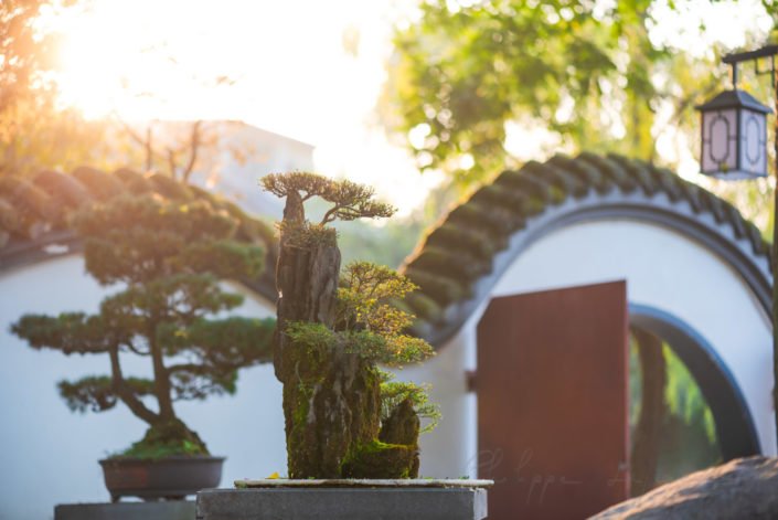 Bonsai trees against sun with a chinese circular door in the background, Chengdu, China