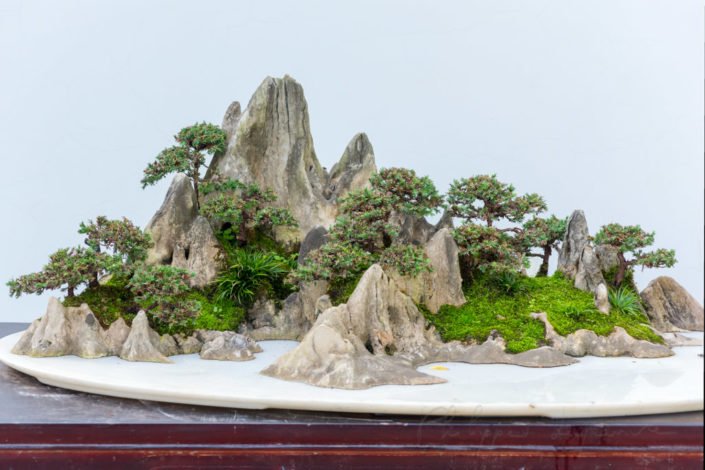 Bonsai trees on a rock against white wall, China