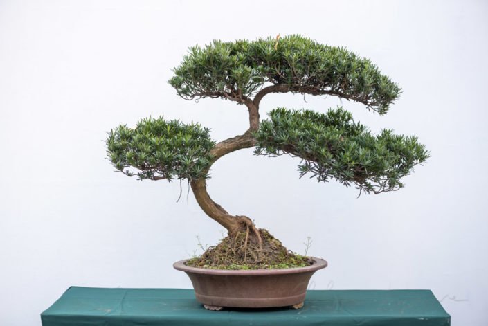 Curved bonsai pine tree against white wall in China