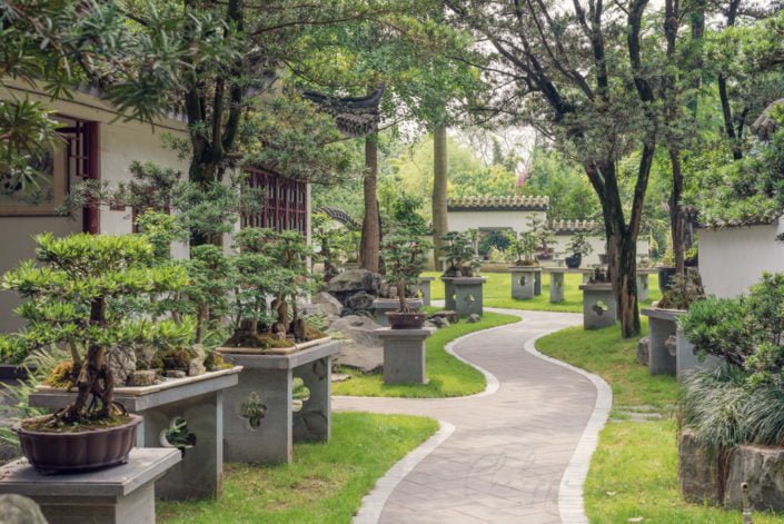Footpath with bonsai trees on both sides in Baihuatan public park, Chengdu, China