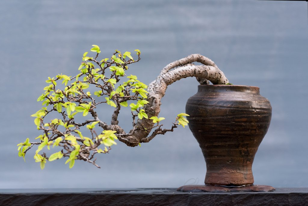 Twisted bonsai tree in a pot against a gray background
