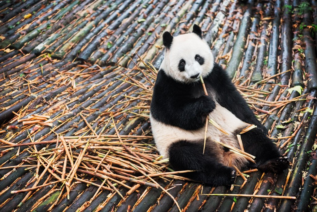 Giant Panda eating bamboo on wood in Chengdu, Sichuan Province, China