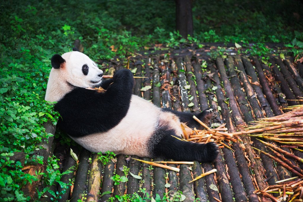 Giant Panda eating bamboo lying down on wood in Chengdu, Sichuan Province, China