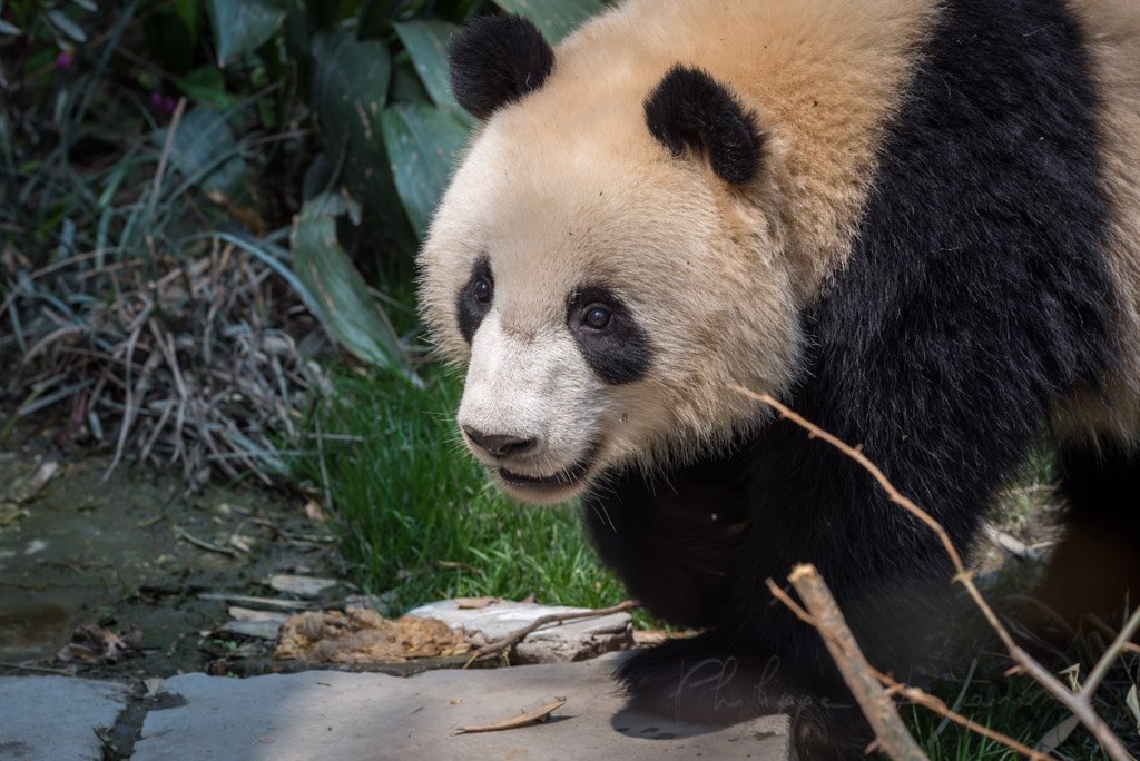 Giant panda close-up view in Chengdu, Sichuan province, China