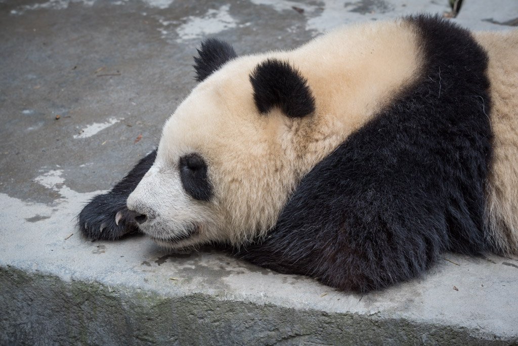 Giant panda resting on a rock in Chengdu, Sichuan province, China
