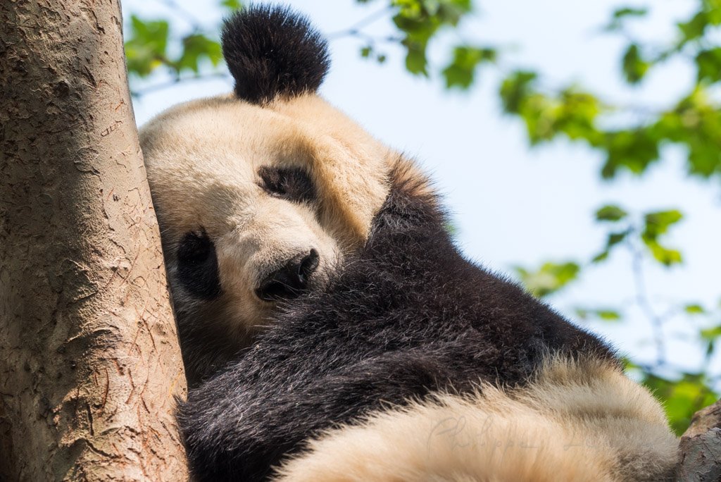 Giant panda sleeping in a tree, Chengdu, China
