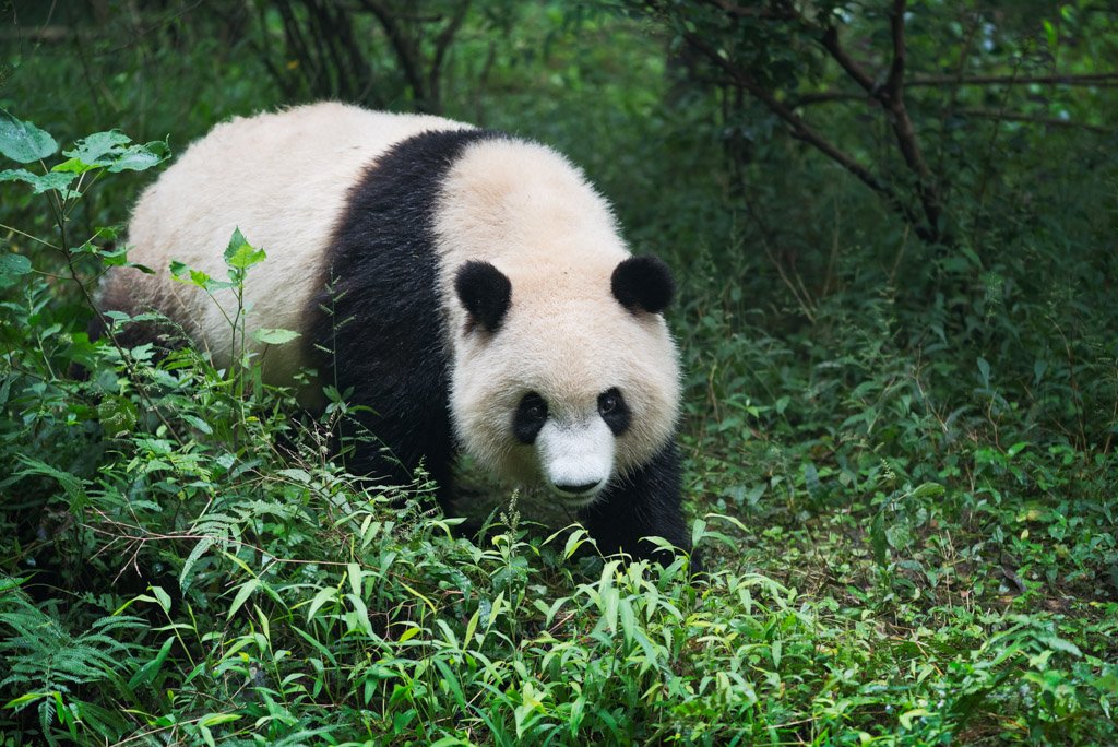 Giant panda walking in the woods - Chengdu, Sichuan Province, China