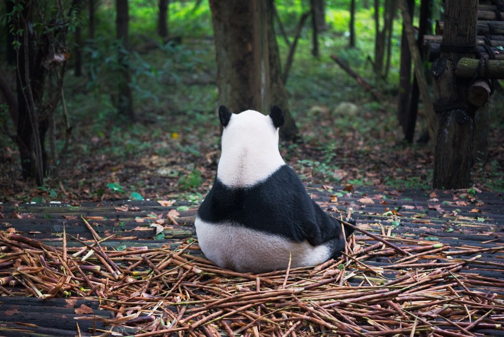 Giant panda's back sitting in the wood with bamboo around him - Chengdu, Sichuan Province, China