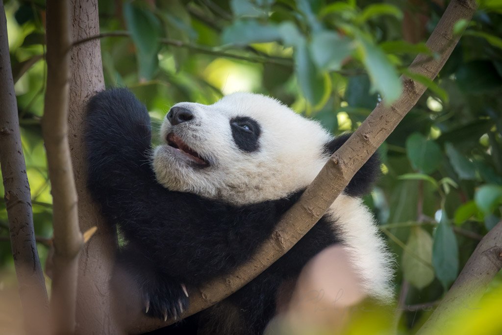 Panda cub climbing in a tree in Chengdu, Sichuan province, China