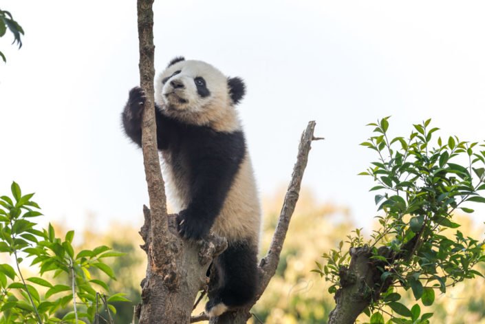 Panda cub climbing in a tree, Chengdu, China