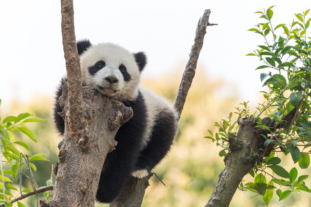 Panda cub in a tree, Chengdu, China