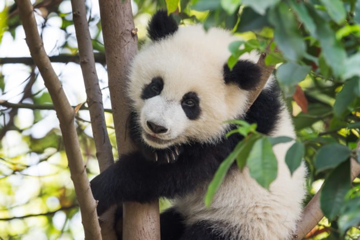 Panda cub in a tree, Chengdu, China