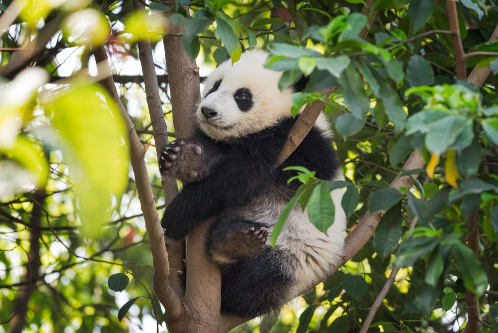 Panda cub sitting in a tree, Chengdu, China