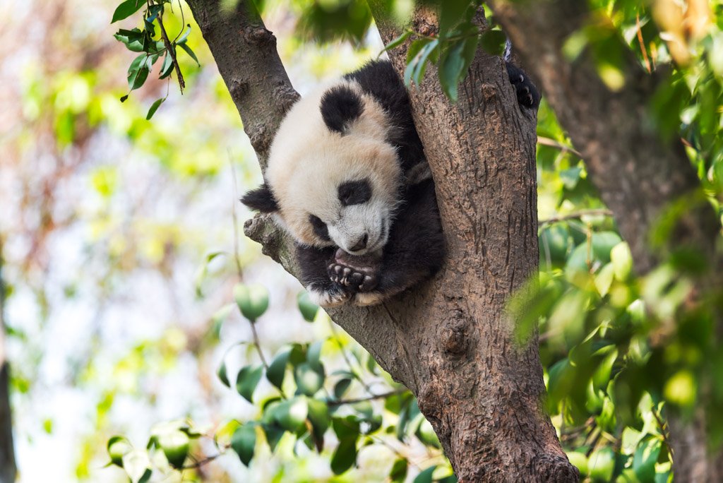 Panda cub sleeping in a tree , Chengdu, China