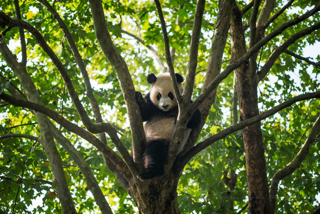 Giant Panda sitting in a tree and looking at camera - Chengdu, Sichuan Province, Chengdu