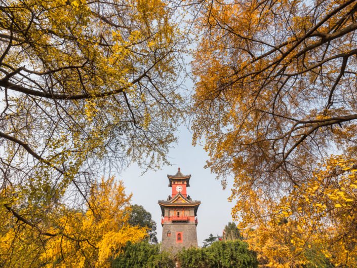Blog – Yellow ginkgo trees in autumn in Chengdu