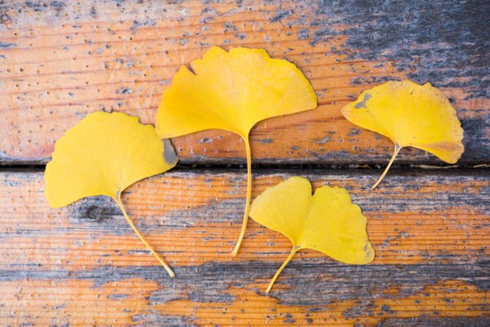 Ginkgo yellow leaves on wood in autumn